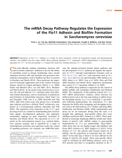 The mRNA Decay Pathway Regulates the Expression of
