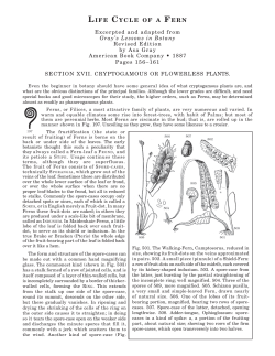 LIFE CYCLE OF A FERN Excerpted and adapted from Gray`s