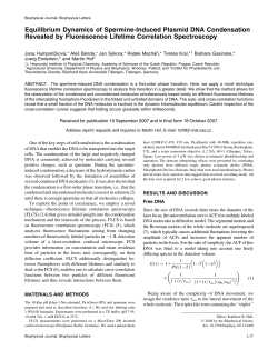 Equilibrium Dynamics of Spermine