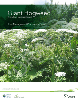 Giant Hogweed (Heracleum mantegazzianum): Best Management