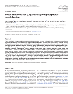 Pectin enhances rice (Oryza sativa) root phosphorus remobilization