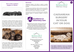 caesarean surgery in your cat or dog
