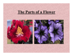 The Parts of a Flower