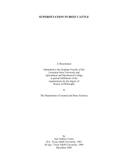 superfetation in beef cattle