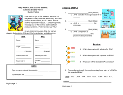 3 types of RNA Review