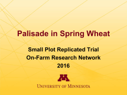 Palisade in Spring Wheat