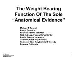 The Weight Bearing Function Of The Sole &ldquo;Anatomical
