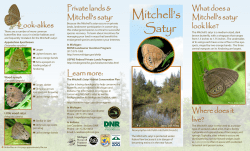 Mitchell`s Satyr Brochure