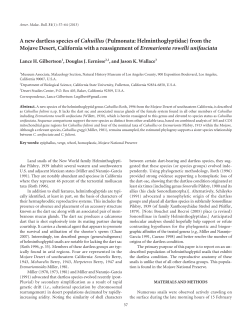 A new dartless species of Cahuillus - Biological Science