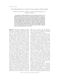 Taste Discrimination in a Lizard (Anolis