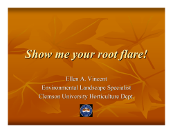 Show me your root flare!