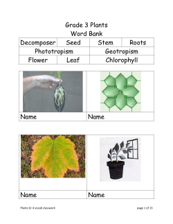 Grade 3 Plants Word Bank