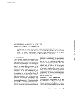 AN ELECTRON MICROSCOPIC STUDY OF LARGE BACTERIAL