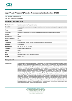 Magic™ Anti-PhosphoT (Phospho T) monoclonal antibody, clone