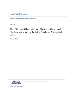 The Effect of Glyoxylate on Photosynthesis and Photorespiration by