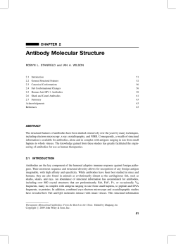 Antibody Molecular Structure