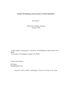 Radular Morphology among Chiton in Family Mopillidae Kim Jones1