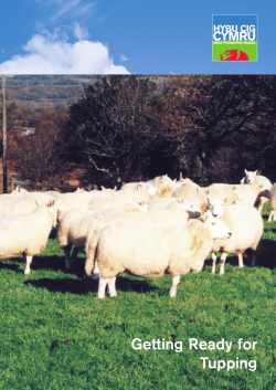Getting Ready for Tupping