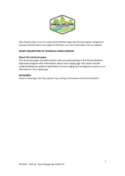 Nose ringing pigs - Animal Welfare Approved