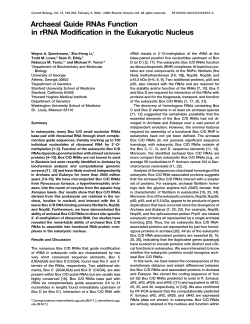 Archaeal Guide RNAs Function in rRNA Modification in the