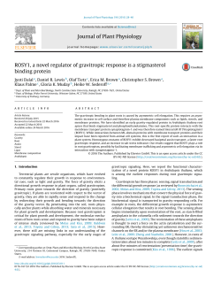 ROSY1, a novel regulator of gravitropic response is a stigmasterol
