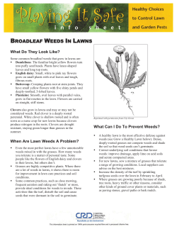 broadleaf weeds in lawns