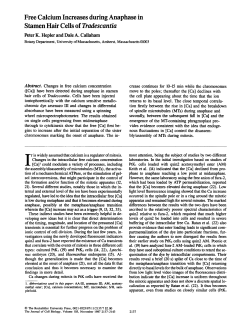 Free Calcium Increases during Anaphase in