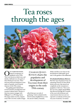 Tea roses through the ages - The Plantsman December 2015