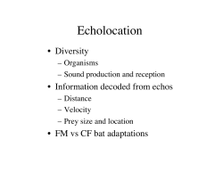Echolocation