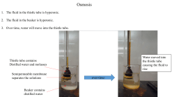 Osmosis