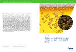 Maltose and maltotriose transport into ale and lager brewer&acute;s