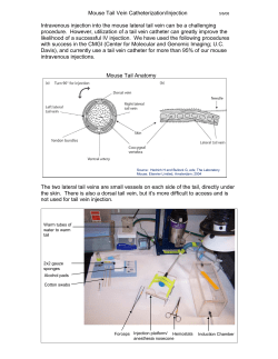 Mouse tail vein catheterization