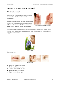 senses in animals and humans