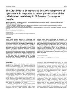 The Clp1p/Flp1p phosphatase ensures completion of cytokinesis in
