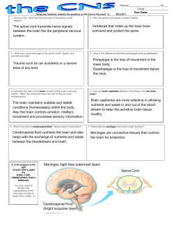 The spinal cord transmits nerve signals between the brain the the