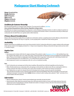 Madagascar Giant Hissing Cockroach