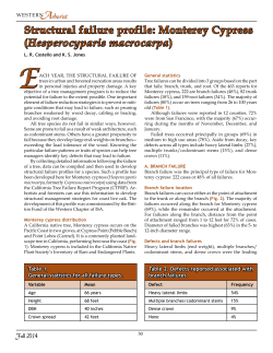 Monterey cypress profile FALL 2014
