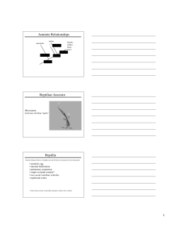 Amniote Relationships Reptilian Ancestor Reptilia
