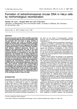 Formation of extrachromosomal circular DNA in HeLa cells by