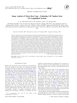 Image Analysis of Maize Root Caps - Estimating