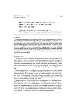 the long-term organ culture of tissues from adult amphiuma, the