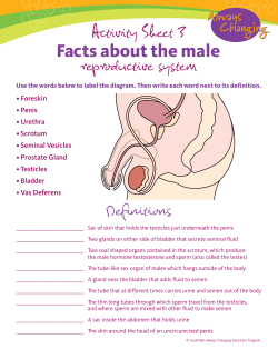Activity 3-Male Facts
