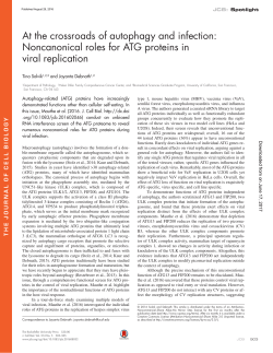 Noncanonical roles for ATG proteins in viral replication