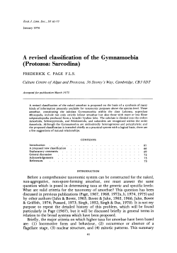 A revised classification of the Gymnamoebia (Protozoa: Sarcodina)