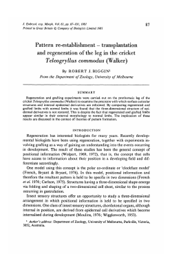 Pattern re-establishment - transplantation and