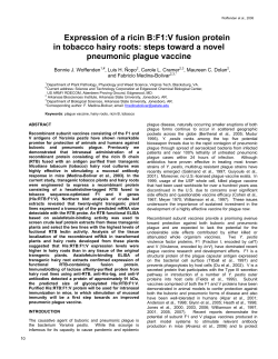 Expression of a ricin B:F1:V fusion protein in tobacco