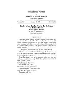 Studies of the Pacific Bees in the Collection of Bishop Museum