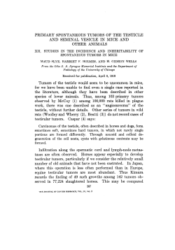 PRIMARY SPONTANEOUS TUMORS OF THE TESTICLE AND