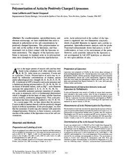 Polymerization of Actin by Positively Charged Liposomes