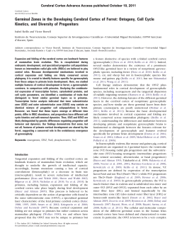 Germinal Zones in the Developing Cerebral Cortex of Ferret